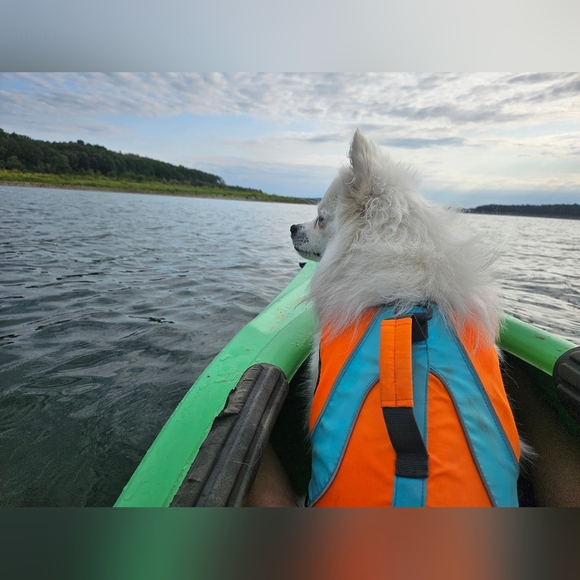 Meet your Posher, Aimee - Picture 4 of 4